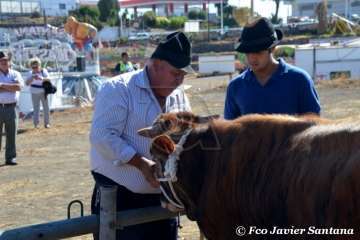 Muestra de ganado de las fiestas del patrono de Telde (Foto  Francisco Javier Santana)